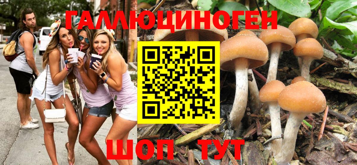 Галлюциногенные грибы Psilocybe Псков